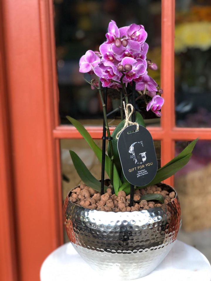 Midi Orkide Aranjmanı