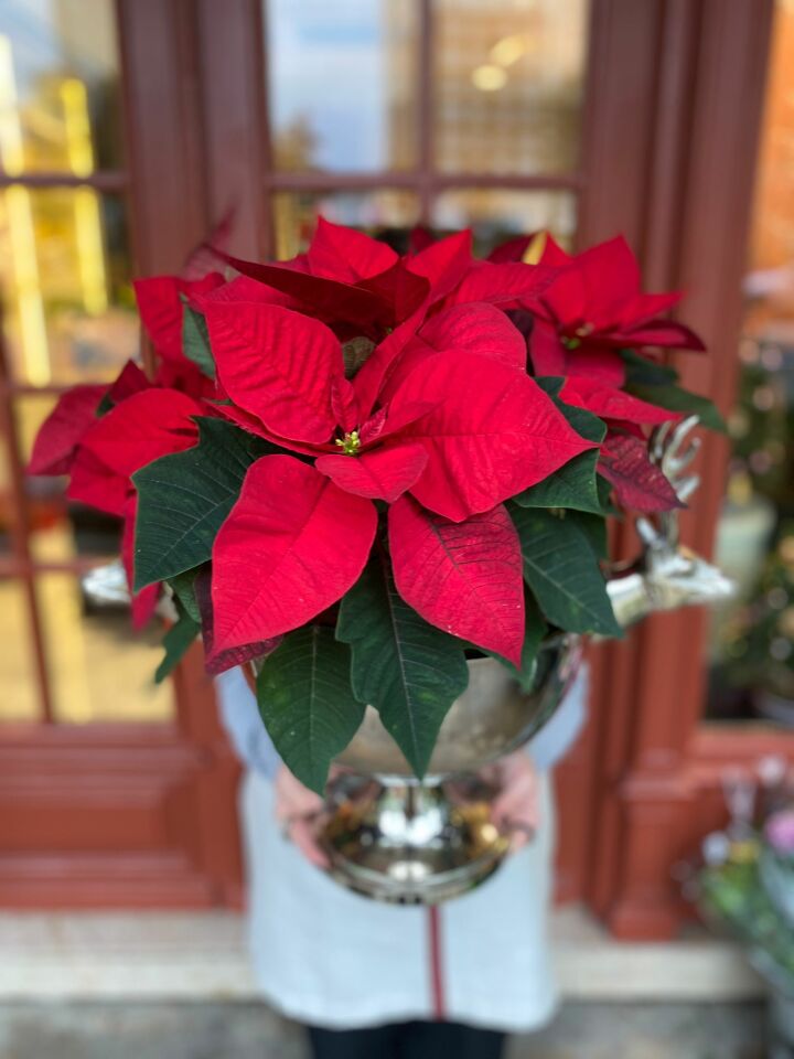 Geyikli Şampanya Kovasında Kırmızı Ponsetya Çiçeği