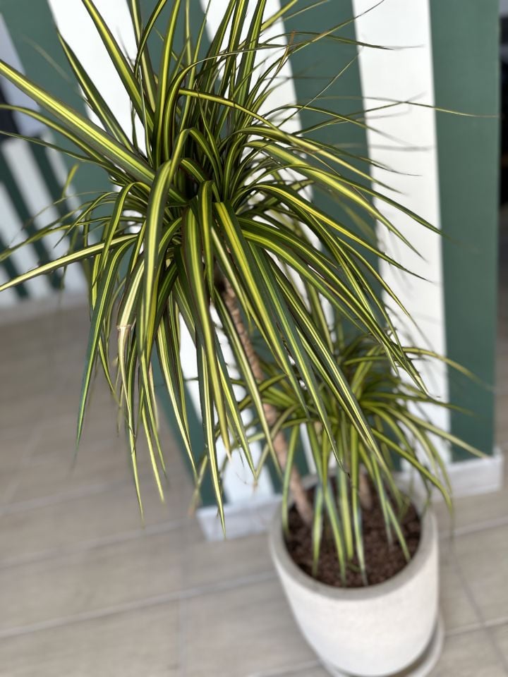 Dracena Golden