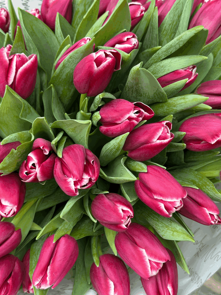 FUŞYA PEMBE LALELER